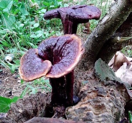 nấm lim xanh công dụng